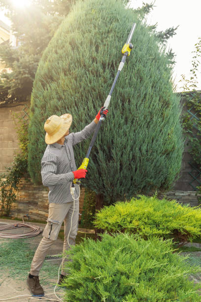 Best Commercial Tree Services  in Nanticoke, PA